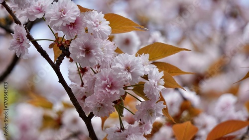 Closeup macro shot of pink cherry blossom blooms in Osaka Japan