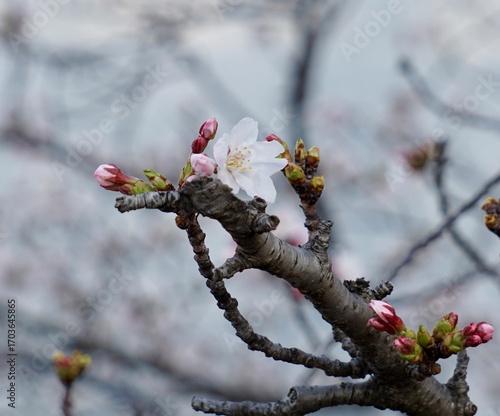 Closeup macro shot of single pink cherry blossom bloom on a branch