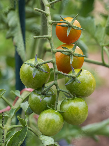 Wallpaper Mural Close-up of cherry tomatoes on their plants, macro photography in an organic garden Torontodigital.ca