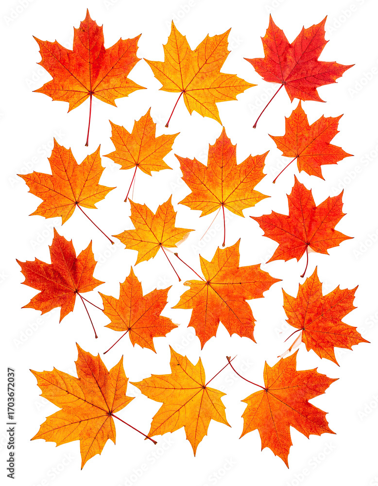 Fototapeta premium Autumn maple leaves clustered close together