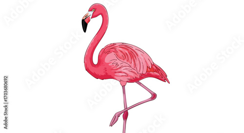 Elegant pink flamingo standing gracefully on one leg against a white background.