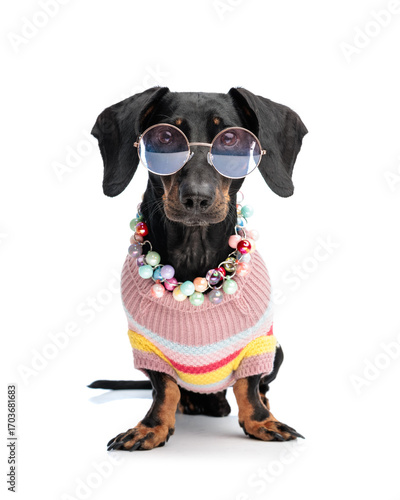 beautiful teckel dachshund puppy wearing accessories and looking forward