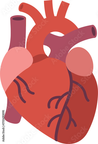 Anatomical Human Heart Illustration With Blood Vessels And Arteries anatomy organ