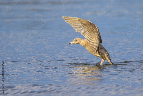 Image of a polar gull trying to take flight.