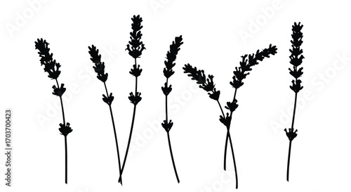 Elegant silhouette sprigs of lavender flower stems isolated on white for artistic design elements vector