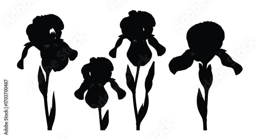Four stylized black silhouette irises with petals and stems isolated on white vector