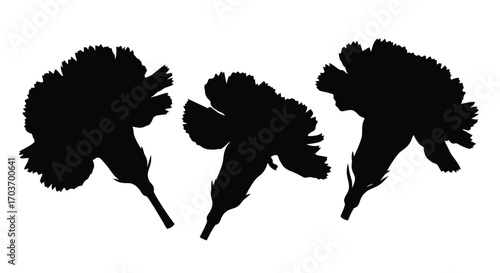 Silhouettes of three carnation flowers isolated on floral design elements vector