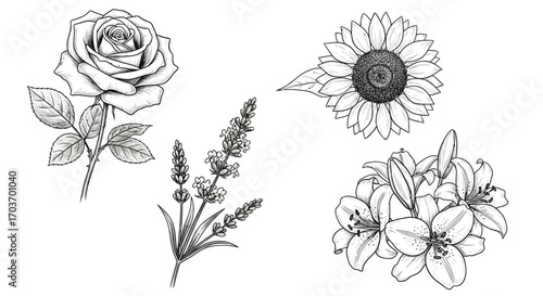 Delicate sketch collection of rose lavender sunflower and lily blooms for floral designs vector