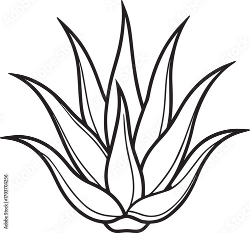 Simple black and white line drawing of an aloe vera plant outline vector illustration
