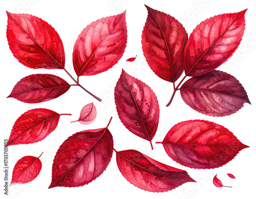 Vibrant crimson leaves arranged in a detailed graphic design