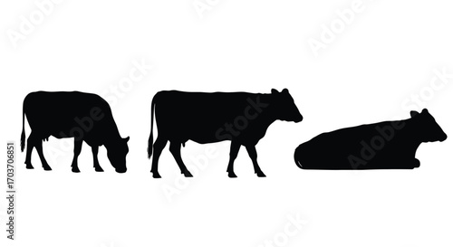 Three black cow silhouettes grazing standing and resting on white vector