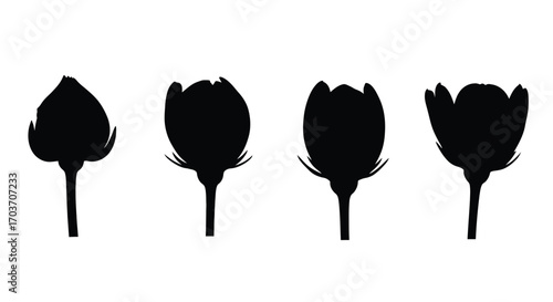 Four stages of budding flower silhouettes isolated on artistic rendering vector
