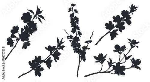 Silhouettes of delicate cherry blossom branches with blossoms and leaves for floral design elements vector