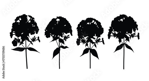 Four black silhouette phlox flower sprigs with delicate stems and leaves vector