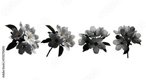 Delicate rhododendron blooms in a subtle monochrome botanical arrangement vector