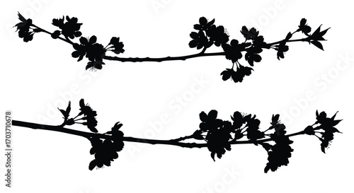 Silhouette of cherry blossom branches with delicate flowers and leaves in spring vector
