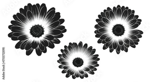 Three dark gerbera daisy flowers radiating petals abstract artistic monochrome isolated vector