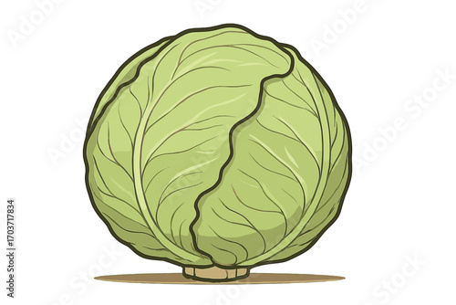 A flat cartoon vector drawing shows a cabbage sprouting from soil, set against a white background, symbolizing organic gardening, sustainable farming, healthy food, and eco-friendly agriculture