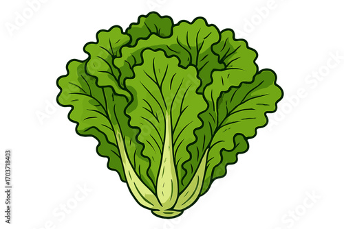 Fresh lettuce head with crisp green leaves—an essential salad ingredient