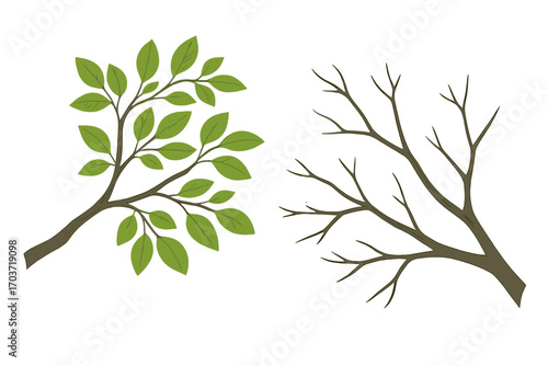 A tree branch adorned with green leaves, featuring kidney-shaped twigs, showcasing spring and summer sprigs, rendered as a vector graphic illustration on a transparent background, serving as an