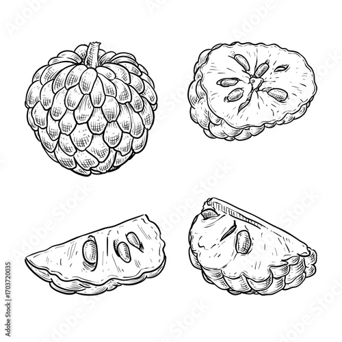 cherimoya custard apple fruit vector line art hand drawn illustration set collection