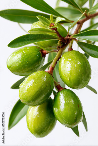 Wallpaper Mural Green fruits similar to olives on branch, isolated on gray background Torontodigital.ca
