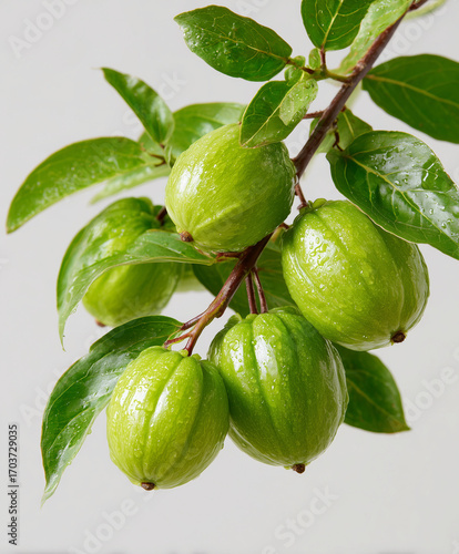 Wallpaper Mural Green fruits similar to olives on branch, isolated on gray background Torontodigital.ca