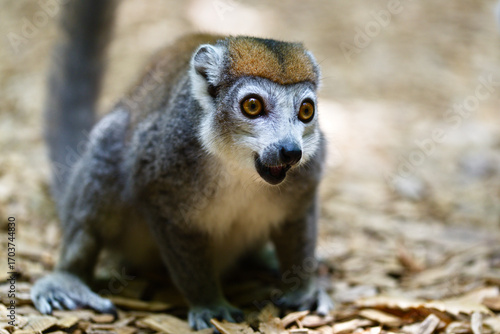 lemur portrait