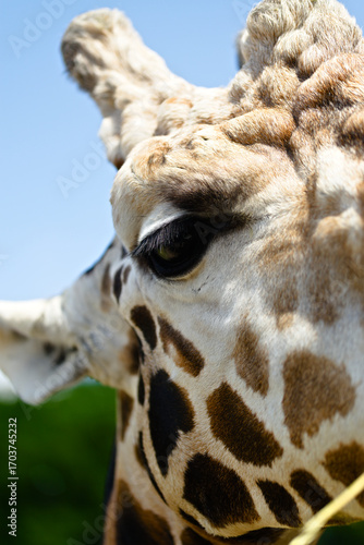 giraffe portrait