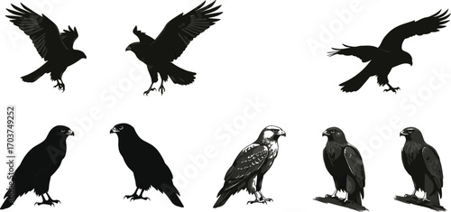 Black and white raptor illustrations, perched and flying poses, wildlife vector art, bird of prey design, detailed and silhouette avian graphic set