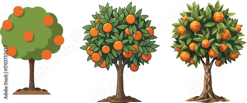 Three different styles of orange trees with ripe oranges, fresh fruit, garden plants, healthy food, nature, agriculture, tropical trees.
