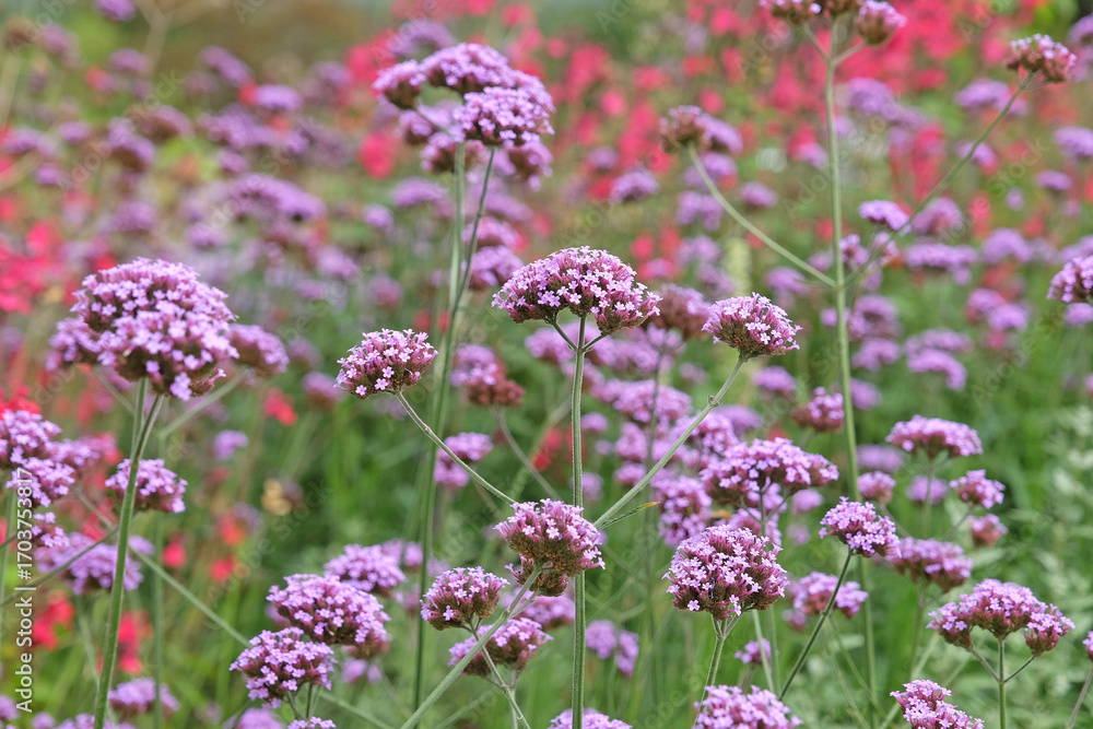 Obraz premium Purple Verbena bonariensis, also known as blue vervain ‘Buenos Aires’ in flower.