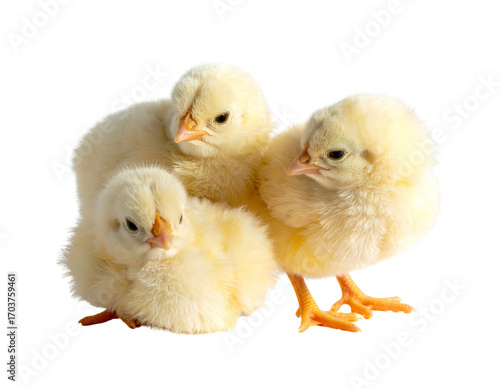 Wallpaper Mural Group of Chicks in Minimal Arrangement Torontodigital.ca