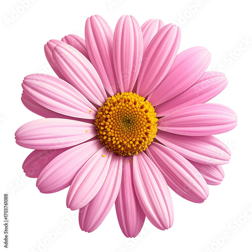 Close-up of a vibrant pink daisy