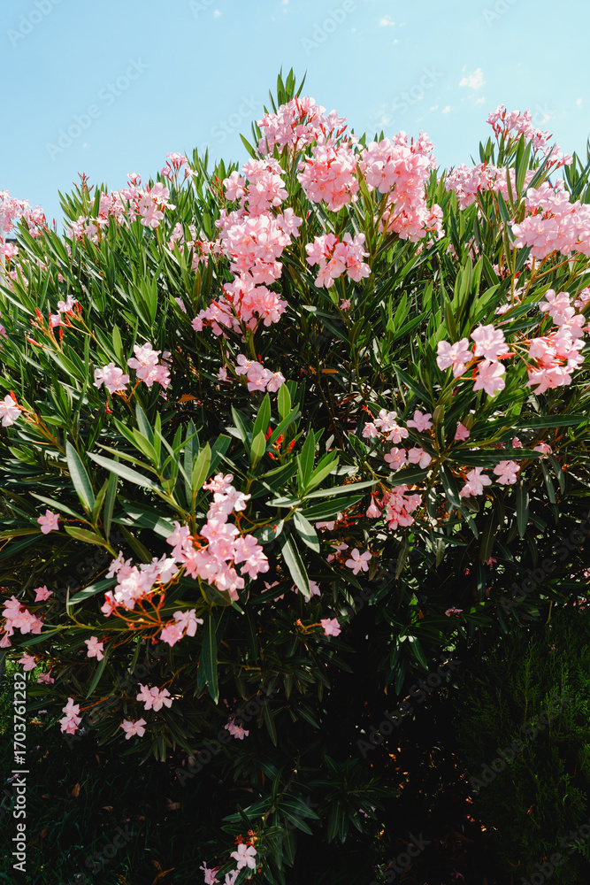 Obraz premium Beautiful flowering oleander bush with pink blooms under clear blue sky on a sunny day