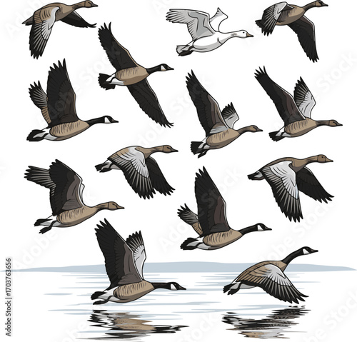 Isolated a kinds of deferent geese flying on the lake vector art with white background.