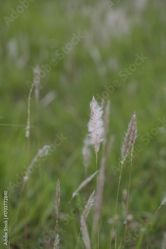 wild flowers in the grass, white fountain grass with grass nature background, green environment. 