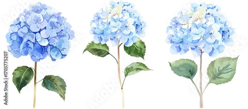 Three watercolor-style illustrations of light blue hydrangeas, each depicted at a slightly different stage of bloom, with stems and leaves, set against a plain white background