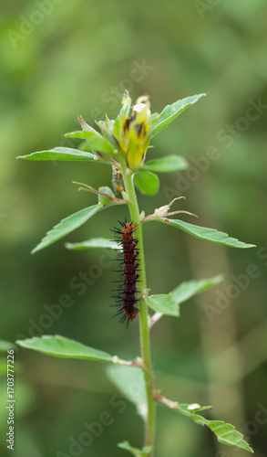 caterpillar on the flower, insects on the flower with nature background. green environment. 