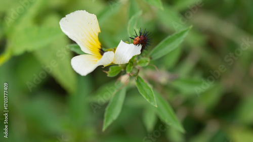 caterpillar on the flower, insects on the flower with nature background. green environment. 