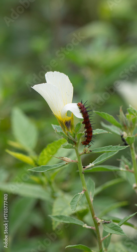 caterpillar on the flower, insects on the flower with nature background. green environment. 
