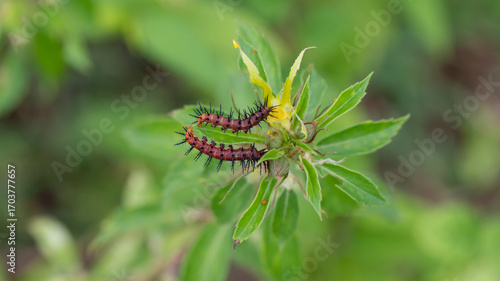 caterpillar on the flower, insects on the flower with nature background. green environment. 