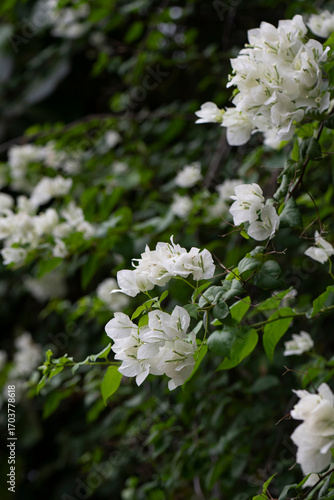 Photography A close-up photo of a  vibrant white bougainvillea flowers with green leaves and a blurred background in Thiruvallur, Tamilnadu, India