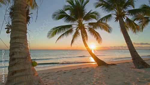 Early Morning Sun Illuminating Tropical Palm Tree Along the Water's Edge