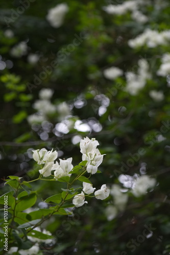  A close-up photo of a  vibrant white bougainvillea flowers with green leaves and a blurred background in Thiruvallur, Tamilnadu, India.