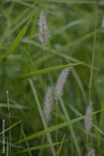 wild flowers in the grass, white fountain grass with grass nature background, green environment. 