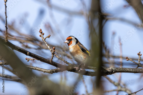 Canvas Print European Goldfinch (Carduelis carduelis) in Dublin (Ireland)