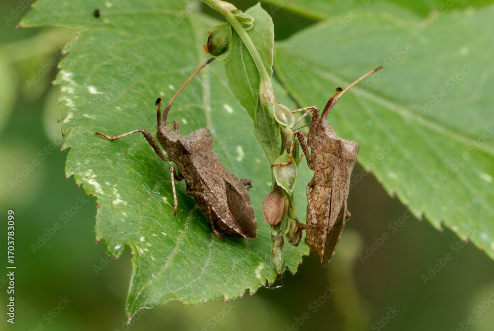 Fototapeta premium Dock bugs, Coreus marginatus sitting on a leaf, close up, After rain 