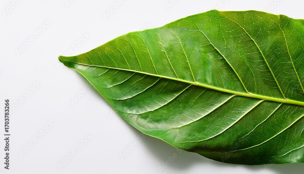 Obraz premium Fresh Green Leaves On White Background For Nature Themed Designs