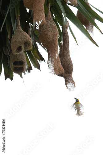 A baya weaver bird perched on a pendant nest in a forest, a Baya Weaver is building elegant nests. Palm tree with group of baya weaver bird nests hanging.